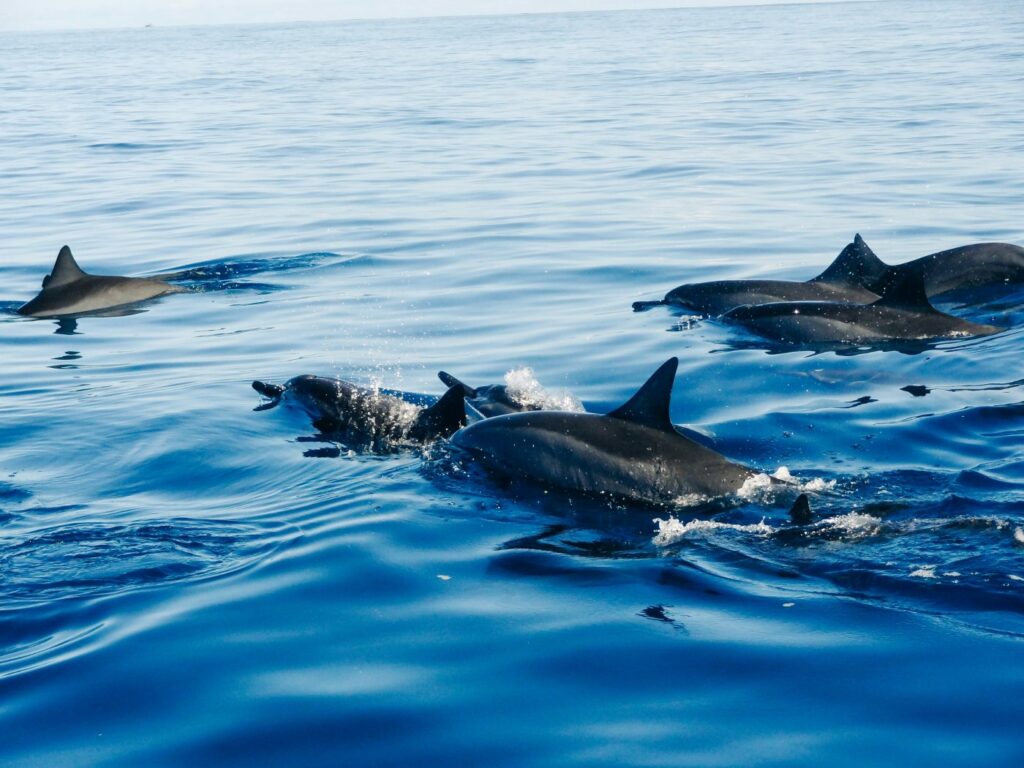 avistamiento delfines Benalmádena 