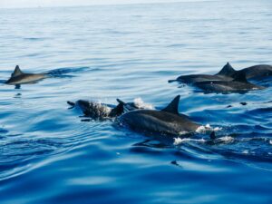 avistamiento delfines Benalmádena